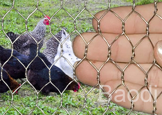 Tessuto inossidabile per protezione del coniglio, recinto del cavo di pollo dell'iarda di pollo dell'acciaio a basso tenore di carbonio