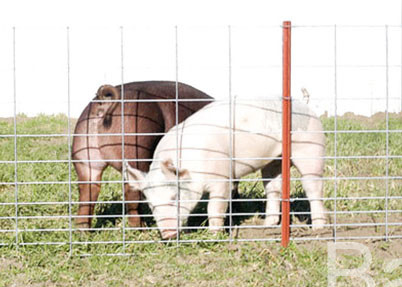 La rete metallica saldata 4 calibri del maiale riveste 16' di pannelli X 34&quot; pannello per la recinzione del bestiame