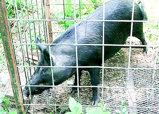 La rete metallica saldata 4 calibri del maiale riveste 16' di pannelli X 34&quot; pannello per la recinzione del bestiame