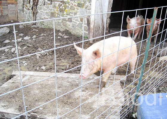 La rete metallica saldata galvanizzata del recinto del maiale riveste con la lunghezza a 16 pollici di griglia rettangolare