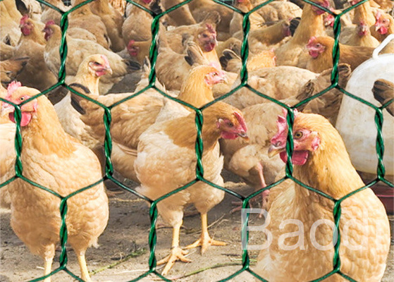 Rotolo ricoperto vinile verde della rete metallica del pollo con il modello esagonale 1/2» - 3"