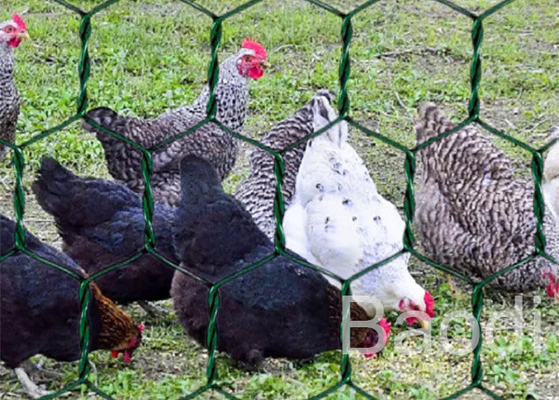Rotolo ricoperto vinile verde della rete metallica del pollo con il modello esagonale 1/2» - 3"