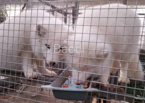 Anti rivestimento di galvanizzazione del panno dell'hardware della rete metallica di corrosione per la gabbia animale